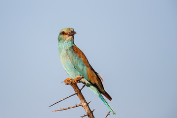 European Roller sitting on a branch in Kruger National Park in South Africa