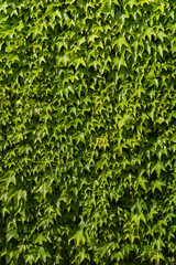 green leaves background