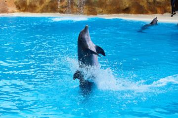 Beautiful dolphin show jumps in zoo park on a sunny day, training a large adult mammal in pool