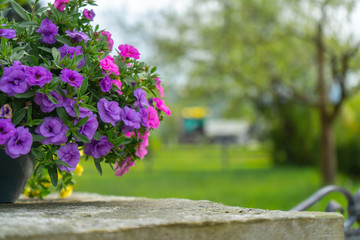 Blumentopf in der Sonne