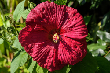 Large and delicate vivid dark red hibiscus flowers in a tree in an exotic garden in a sunny summer day on Isola Bella by Lake Maggiore in Northern Italy, outdoor floral background
