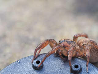 Close up of a Small Wolf Spider,  Pardosa sp