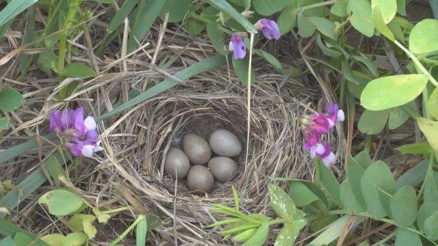 Blue-headed wagtail or Yellow Wagtail (Motacilla flava thunbergi) nest on seaside meadow between beach pea (Lathyrus japonicus). Horsehair is used for lining of nest. East Finnish Gulf, Baltic