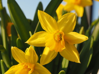 Obraz premium Gelbe Narzisse