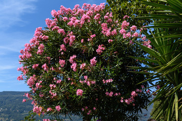 Tree with many delicate pink flowers of Nerium oleander and green leaves in a exotic Italian garden...