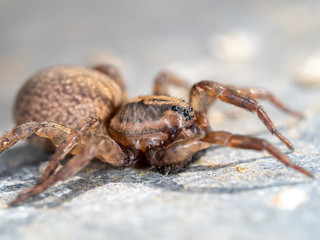 Close up of a Small Wolf Spider,  Pardosa sp