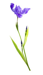 Violet iris flower isolated on white background