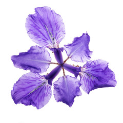 Violet iris flower isolated on white background