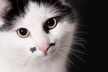 Cat black and white, portrait close-up macro