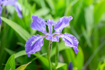Close-up of Iris Flower. Nature