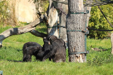 Baby Monkey having fun in zoo in leipzig in germany. On sunny day in summer.