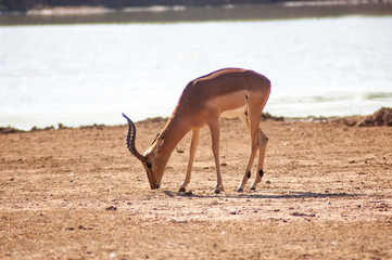 Wild Deer in a Game Reserve