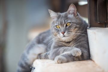 Fototapeta na wymiar gray cat lying in the garden