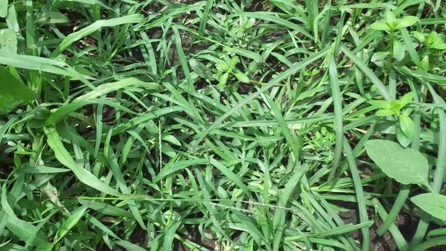 Close up green Eleusine indica (Indian goosegrass, yard grass, goosegrass, wiregrass, crow foot grass, lulangan). This plant is a species of grass in the family Poaceae. It is a small annual grass.