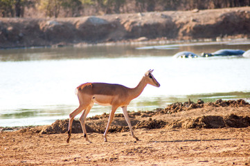 Wild Deer in a Game Reserve