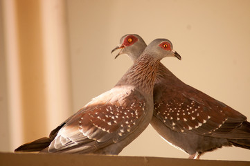 Stock Dove (Columba oenas)