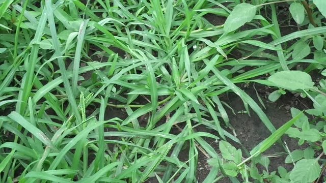 Close up green Eleusine indica (Indian goosegrass, yard grass, goosegrass, wiregrass, crow foot grass, lulangan). This plant is a species of grass in the family Poaceae. It is a small annual grass.
