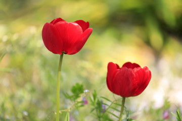 Obraz premium チューリップ畑 (赤)