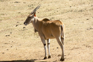 Wild Common Eland (or Antelope) in a Game reserve