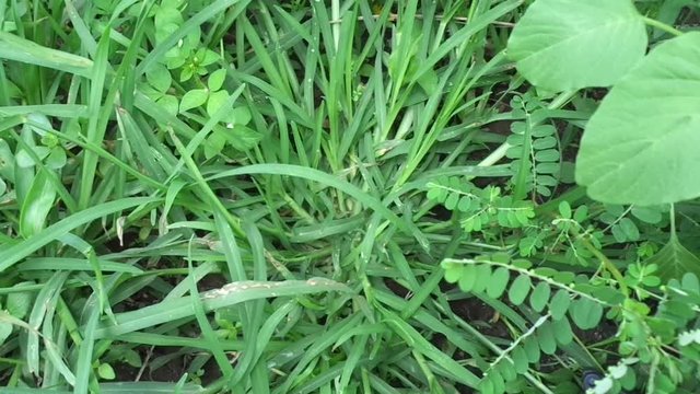 Close up green Eleusine indica (Indian goosegrass, yard grass, goosegrass, wiregrass, crow foot grass, lulangan). This plant is a species of grass in the family Poaceae. It is a small annual grass.