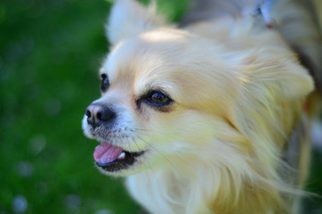 long coat chihuahua dog barking