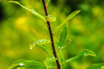 nature flora
