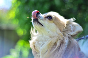 long coat chihuahua dog licking his nose 