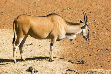 Wild Common Eland (or Antelope) in a Game reserve