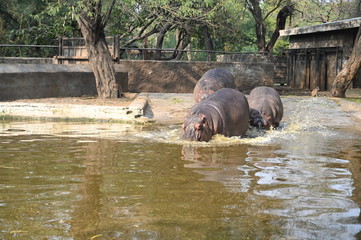 A family hippopotamus enter the water at Delhi Zoo