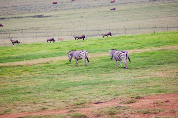 Zebra in South African Game Reserve