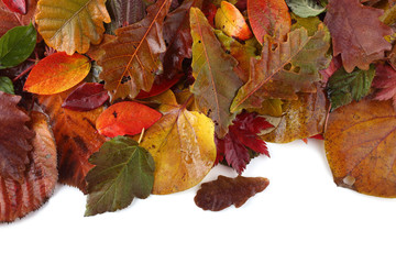 Autumn leaves background