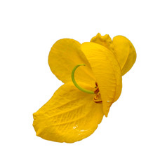 yellow orchid flower isolated on white