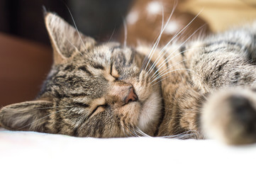 Fototapeta premium Cat sleeping muzzle close-up. House favourite.