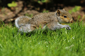 Baby Squirrel