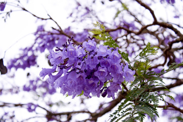 Purple Jacaranda Flower