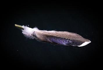 Mallard feather