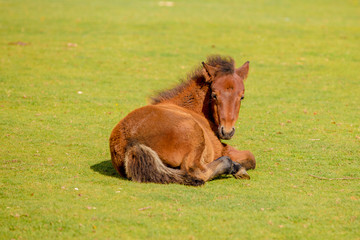 Naklejka na ściany i meble New Forest Pony Grazing in the Meadow