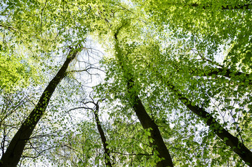 green leaves of trees looking up, Hessen, Germany