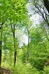 forest in the morning at spring time, Hessen, Germany