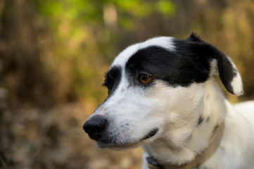 Black and white dog looking at the distance. Cute expression.