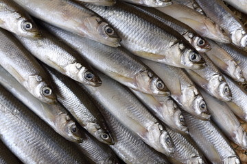 Smelt fishes on net. Pacific smelt fish variety