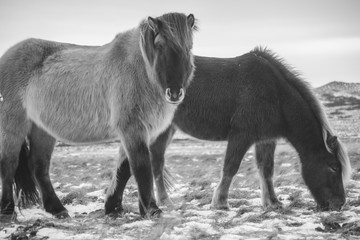 The Icelandic horse. A smaller, pony-sized breed which has adjusted to the harsh sub-arctic environment.