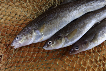 Obraz premium Saffron cod on net
