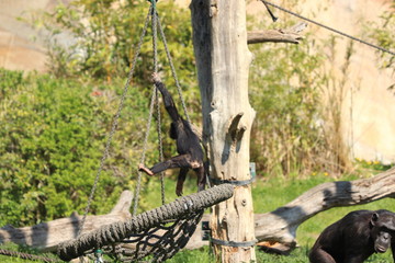 Baby Monkey having fun in zoo in leipzig in germany. On sunny day in summer.