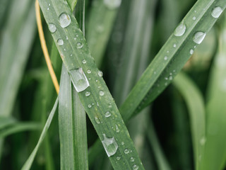 
water drops on green grass