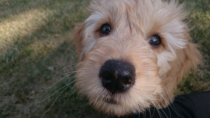 Golden Doodle