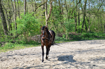 walking horse in dressage school