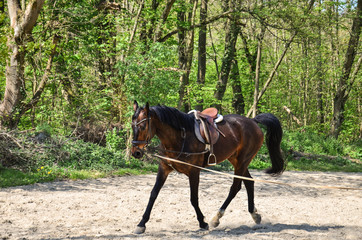 horse in a dressage circle