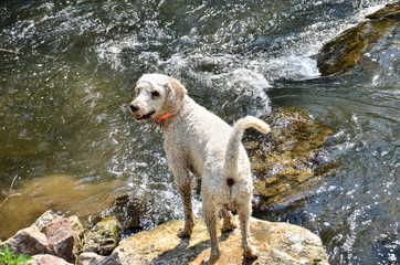 white curly Bedlington Terrier near water