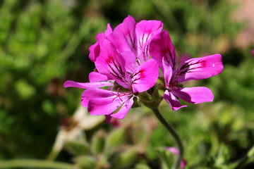 Fototapeta premium Flores rosas-moradas de geranio Pelargonium graveolens 